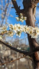 blooming tree plum