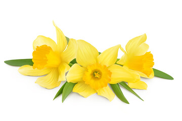 Daffodil flower or narcissus isolated on white background with full depth of field