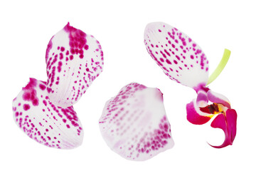 petal of pink phalaenopsis orchid flower isolated on white background