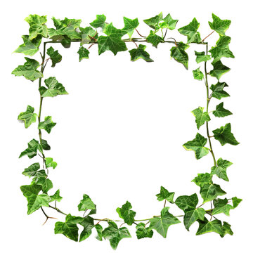 Picture frame with summer climbing ivy with green on transparent or white background