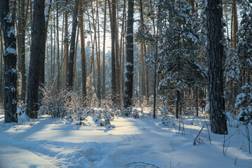 Winter landscape of pine forest