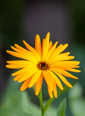 yellow daisy flower