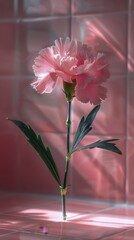 Pink Flower With Green Stem on Pink Background