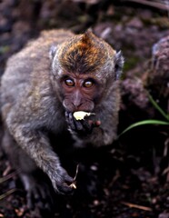 Macaque , Mount Batur, Indonesia