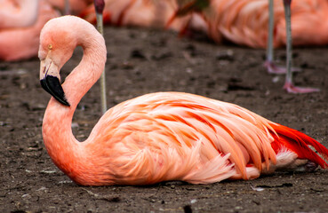 a closeup view of beautiful red flamingos