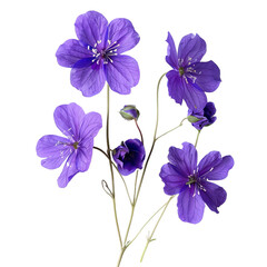 Purple flowers on transparent or white background