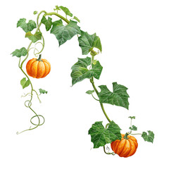 Obraz premium Pumpkin leaves vine plant stem and tendrils on transparent or white background