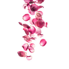 Pink rose flower petals falling on transparent or white background