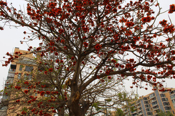 flowering trees in the parks of Spain