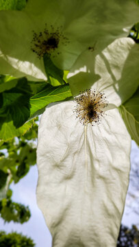 Flowers of Dove Tree. Handkerchief Tree in Hofgarten Innsbruck, Austria