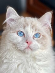 Ragdoll Lynx Cat