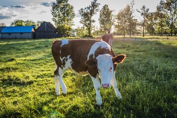 Cow on a meadow in village in Masovia region, Poland
