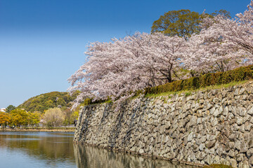 Cherry blossom and the Himeji castle in Japan