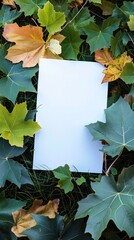 Naklejka na ściany i meble A blank white canvas surrounded by vibrant green ivy leaves and autumn foliage