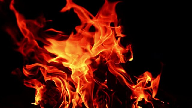 Red flames covering the wooden logs in the campfire. Close up. Campfire at black backdrop.