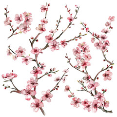 Cherry blossom flower stalk on transparent or white background - obrazy, fototapety, plakaty
