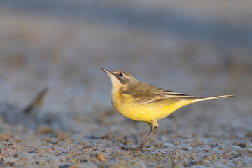 The western yellow wagtail (Motacilla flava) small passerine bird, Motacillidae family