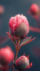 Fototapeta premium Pink Flowers in Vase on Table