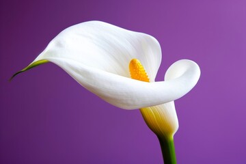 Calla Lily, Fine Art Macro View of Illustration in Photographic Style, Isolated on Purple. Generative AI.