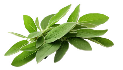 Fototapeta premium Fresh sage leaves isolated in no background. Top view. Flat lay.