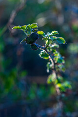 Nature's Elegance. Close up, detail shot of lush green leaves on isolated tree branch. 
