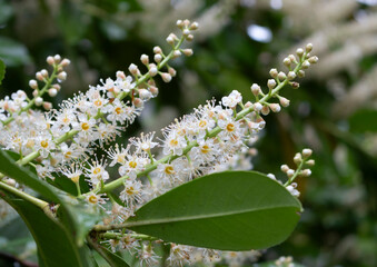 Cherry laurel. White flowers blooming in the sun.	
