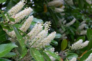 Cherry laurel. White flowers blooming in the sun.	
