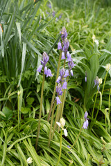 Bluebell flowers in bloom (Hyacinthoides massartiana)