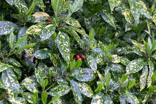 Aucuba japonica variegata. Vibrant Green with Vivid Yellow Accent Tropical Plant leaves.