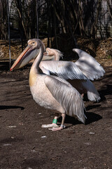 Rosy pelican or Great white pelican (Pelecanus onocrotalus) is a bird in the pelican family in Amsterdam Artis Zoo, oldest zoo in the country. Amsterdam, the Netherlands.