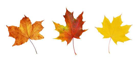 Set of autumn maple leaves isolated on white or transparent background