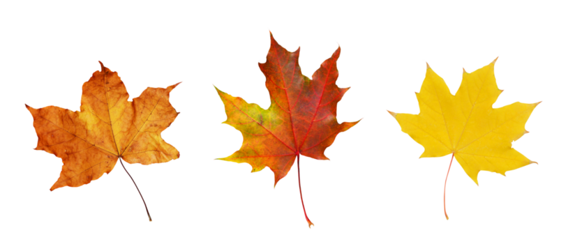 Set of autumn maple leaves isolated on white or transparent background