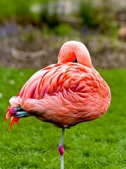 Flamingo rose 