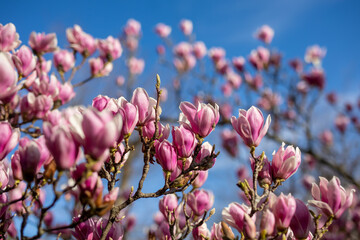 Detail of blooming magnolia tree in spring - 771773361