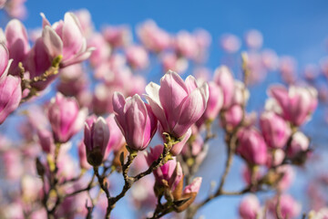 Detail of blooming magnolia tree in spring - 771773379