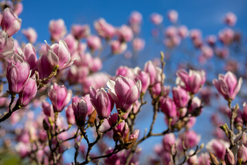 Detail of blooming magnolia tree in spring - 771773384
