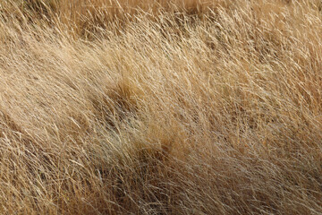 full frame of long dry grass