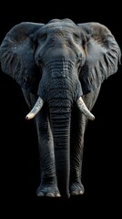 Obraz premium Elephant Standing on Dirt Field