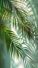 Green Palm Tree Leaves on White Background