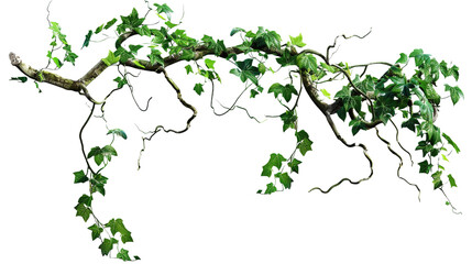 Twisted jungle vines tropical rainforest liana pla on transparent or white background - obrazy, fototapety, plakaty