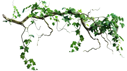 Twisted jungle vines tropical rainforest liana pla on transparent or white background
