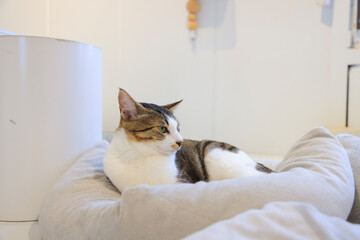 cat