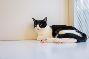 cat and mouse