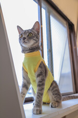 cat