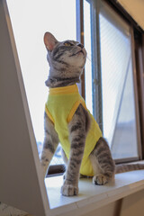 cat on window