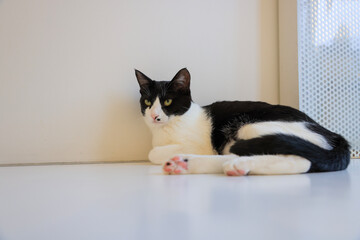 cat and mouse