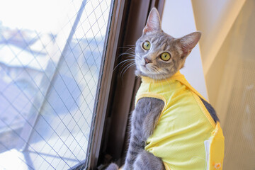 cat on the window