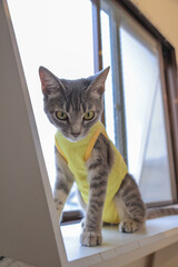 cat