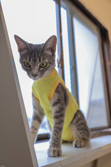 cat on the window