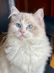 Obraz premium portrait of a cat